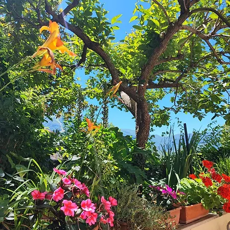 Amoroso's House, Pensión